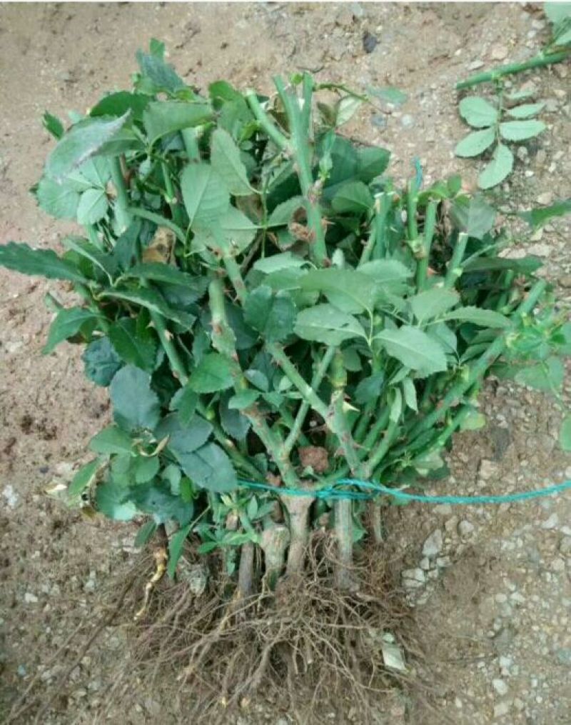月季苗10cm以下