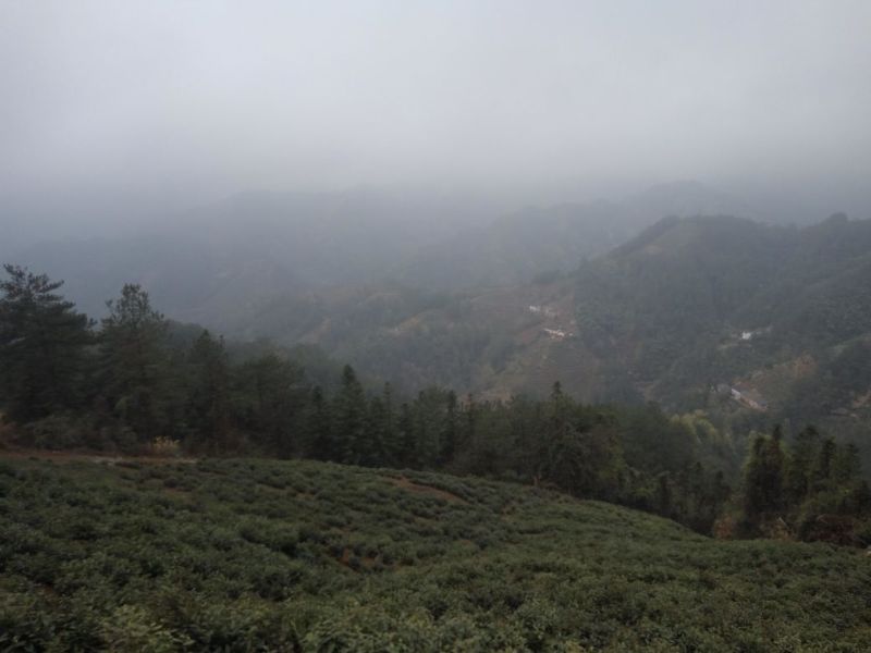 绿茶一级