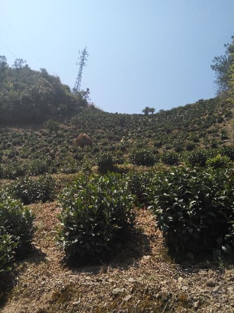 绿茶一级