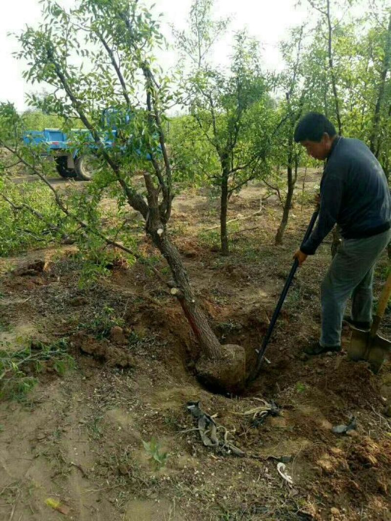 小枣苗110cm以上产地供应品种齐全包成活
