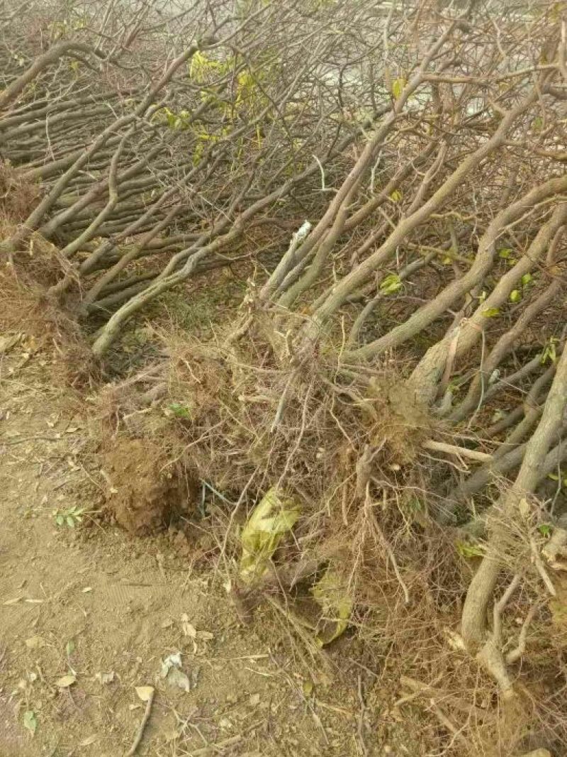 小枣苗110cm以上产地供应品种齐全包成活