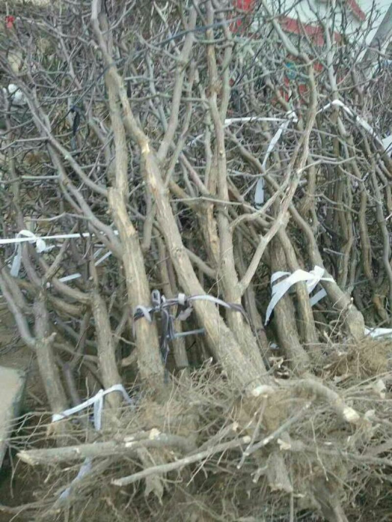 小枣苗金丝枣树苗基地直供保成活率高技术指导