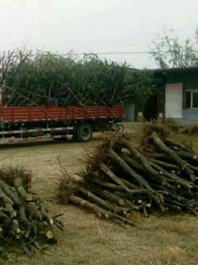 小枣苗金丝枣树苗基地直供保成活率高技术指导