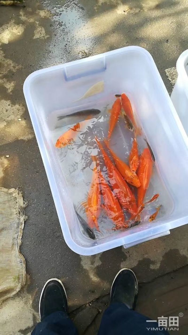 河鲤鱼鱼苗0.5公斤以下