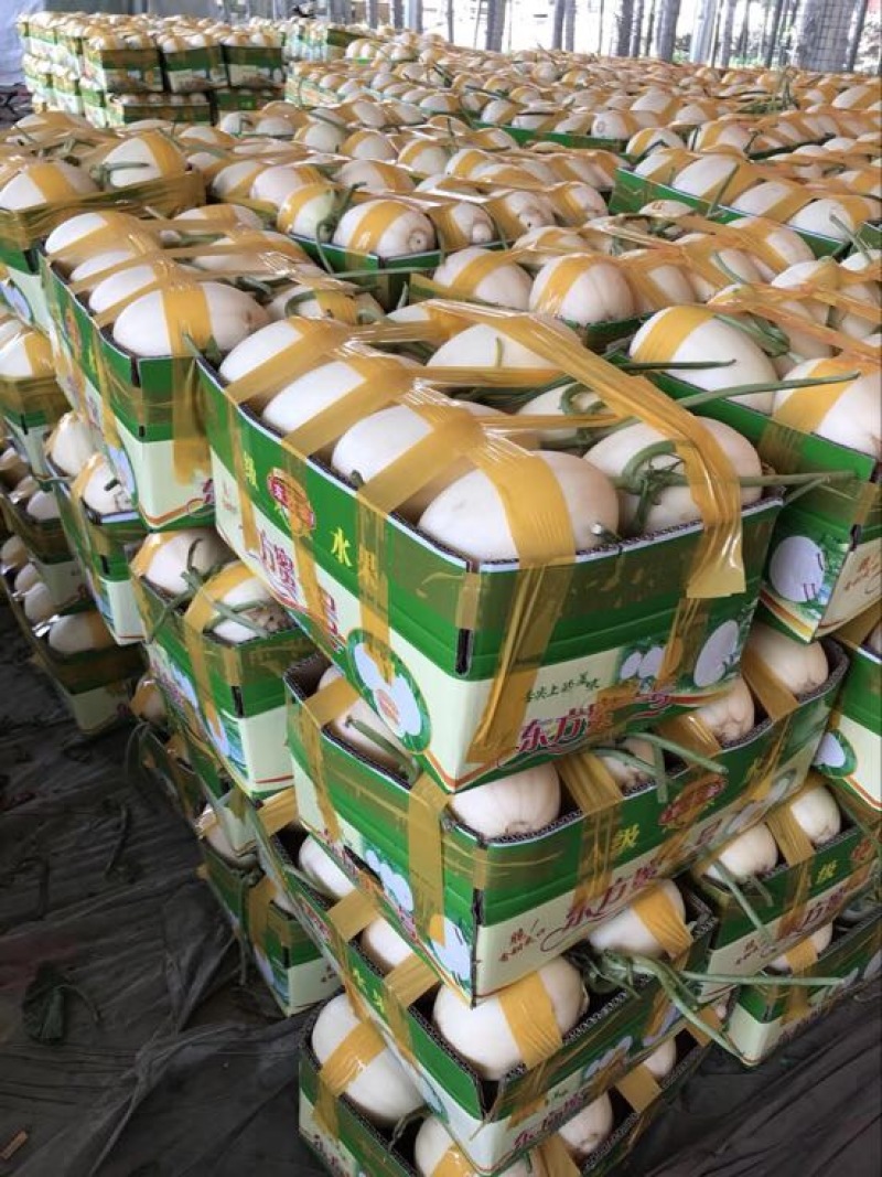 东方蜜1号甜瓜精品2斤以上货源稳定。保质保量