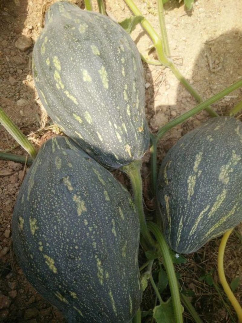 香芋南瓜1~2斤以上长条形