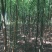 国槐8公分