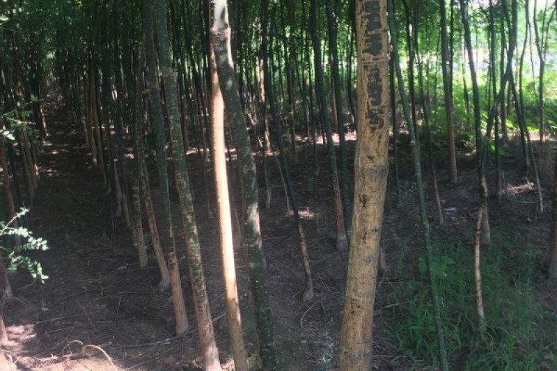 国槐8公分