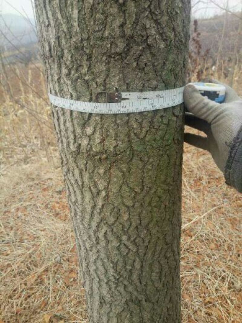 银杏树3米以上18~20cm3.5~4米