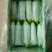 精品西葫芦货量充足质量保证油绿皮西葫芦