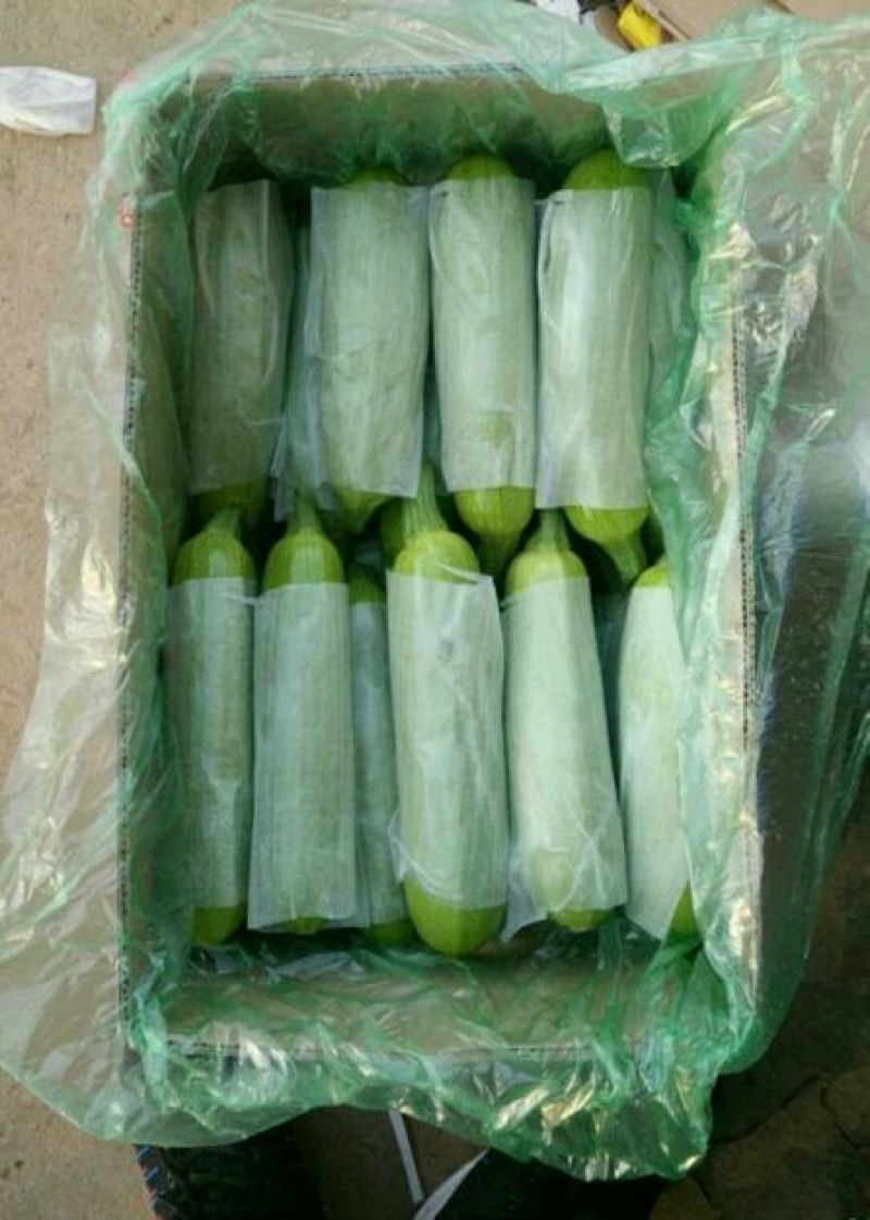 精品西葫芦货量充足质量保证油绿皮西葫芦