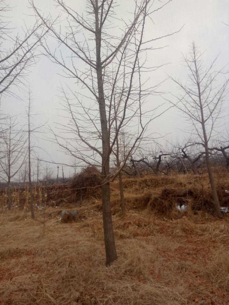 银杏树3米以上18~20cm3.5~4米