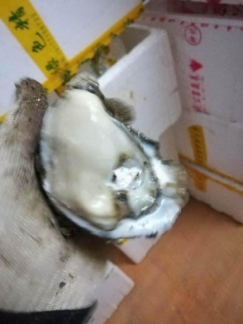 生蚝生蚝5到7个一斤---