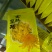 上等精品包装金丝皇菊黄菊去火必备呦