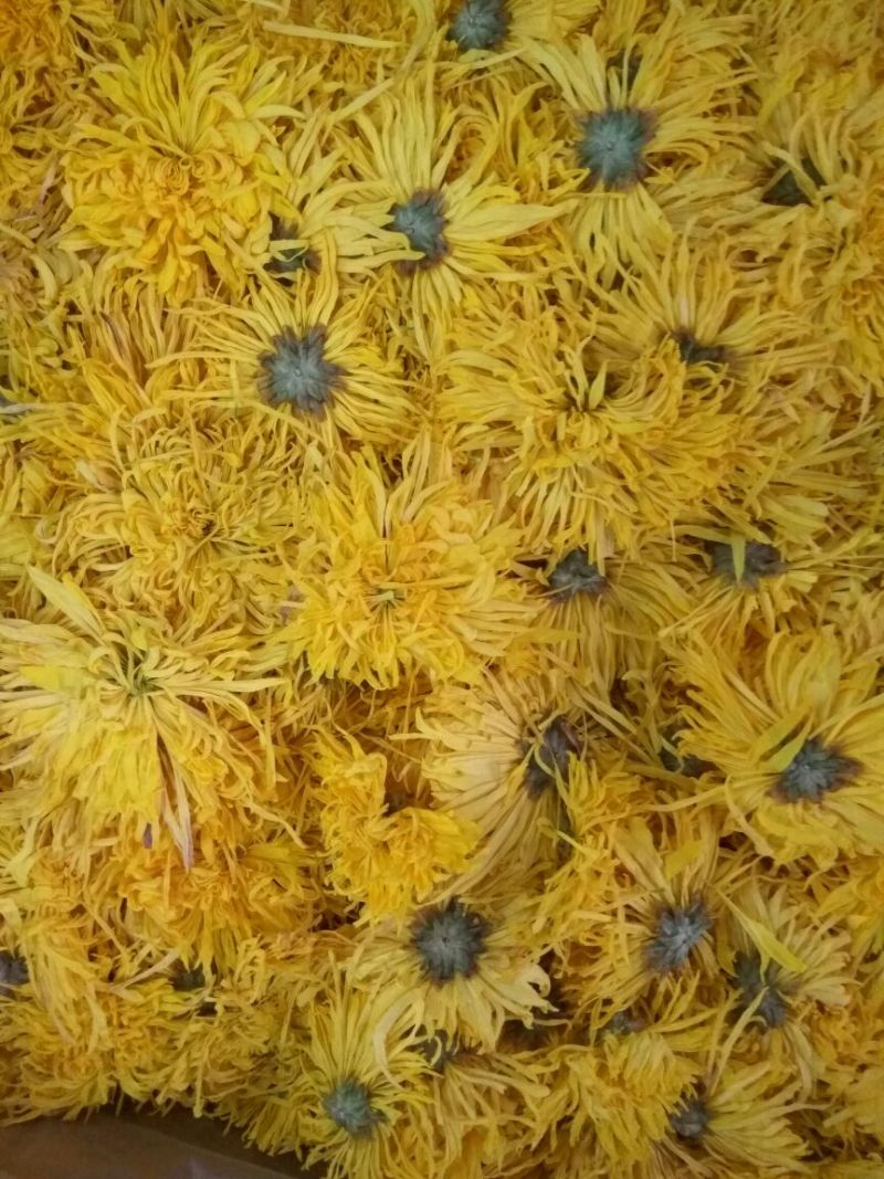 上等精品包装金丝皇菊黄菊去火必备呦