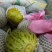 花蕾1号甜瓜精品0.5斤以上