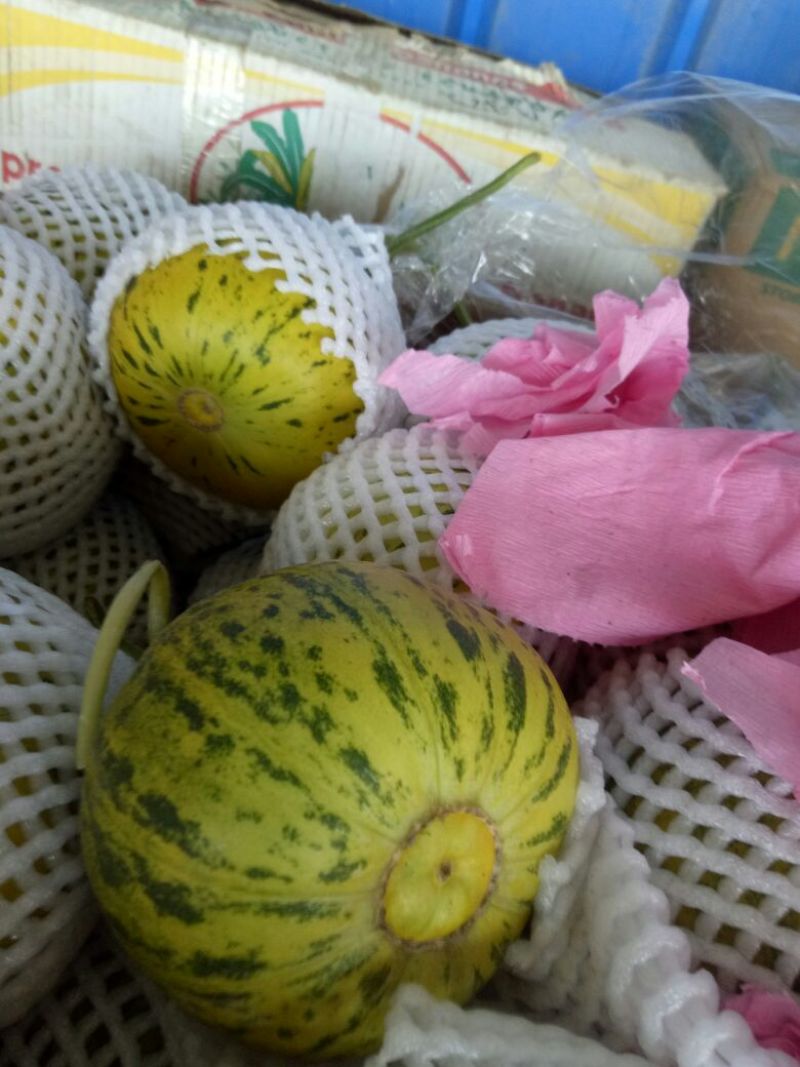 花蕾1号甜瓜精品0.5斤以上