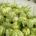 花蕾1号甜瓜精品0.5斤以上