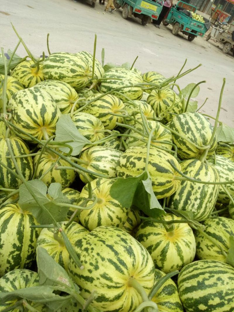 花蕾1号甜瓜精品0.5斤以上