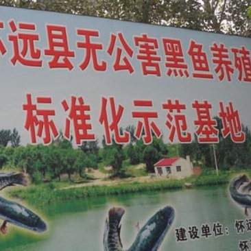 黑鱼鱼苗人工养殖