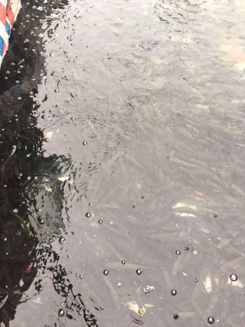 黑鱼鱼苗人工养殖