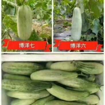 羊角酥0.5斤以上精品