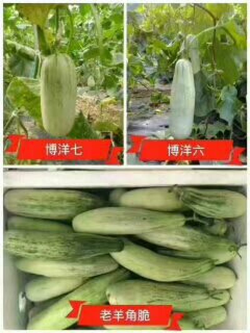 羊角酥0.5斤以上精品