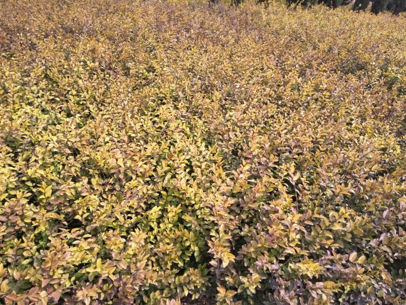 金叶女贞4cm以下