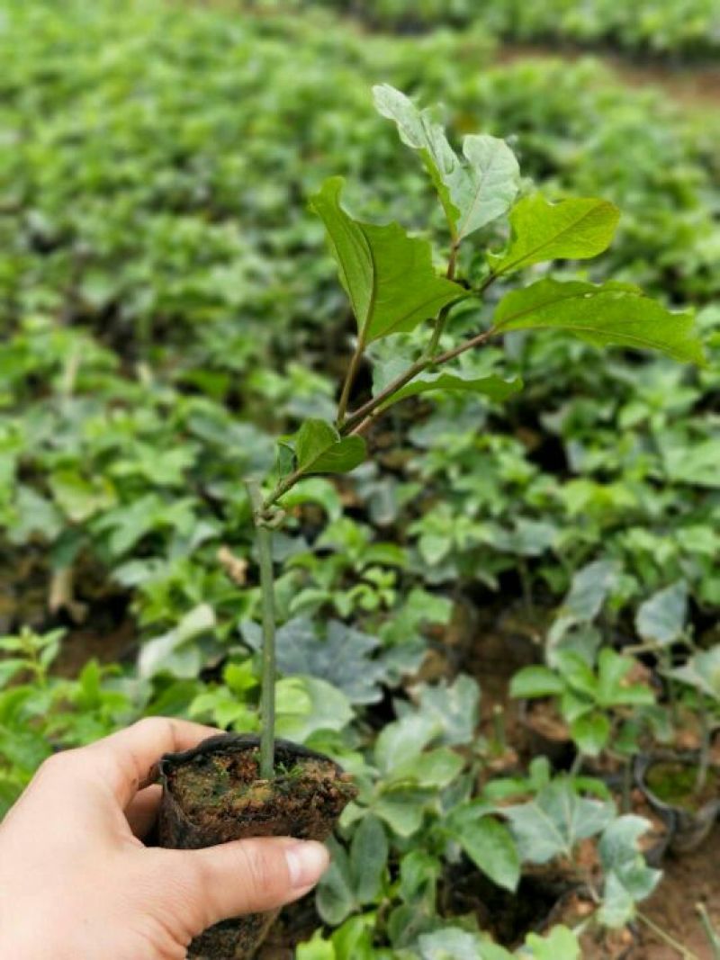 黄金百香果苗钦密9号百香果苗芭乐味蜜香味苗场直供