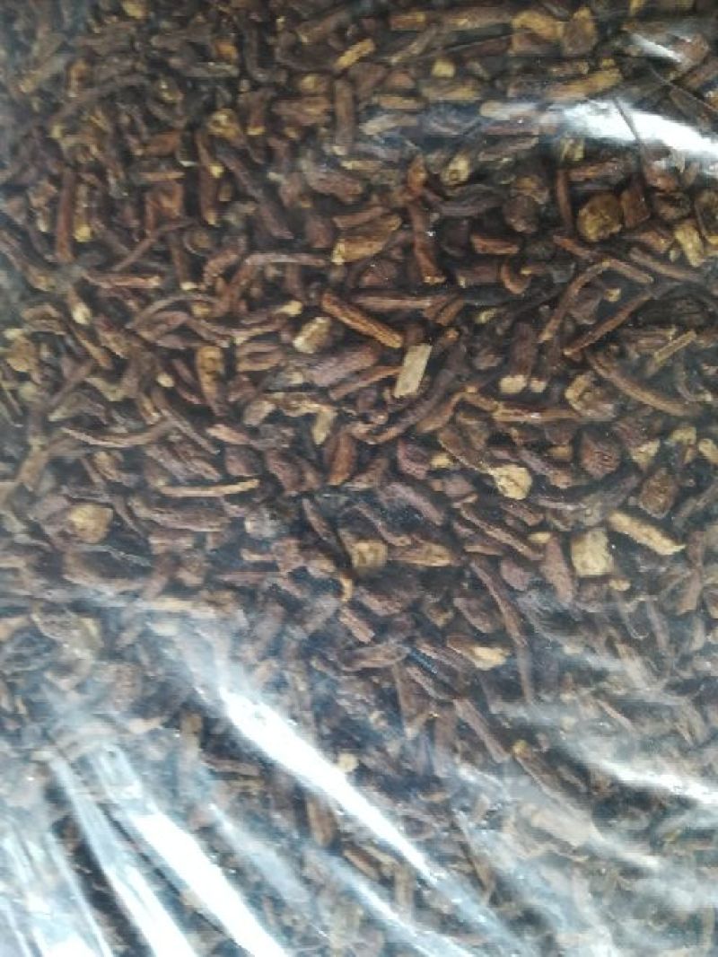 蒲公英根