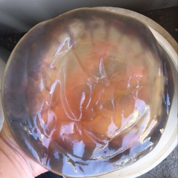 海蜇食用鲜活