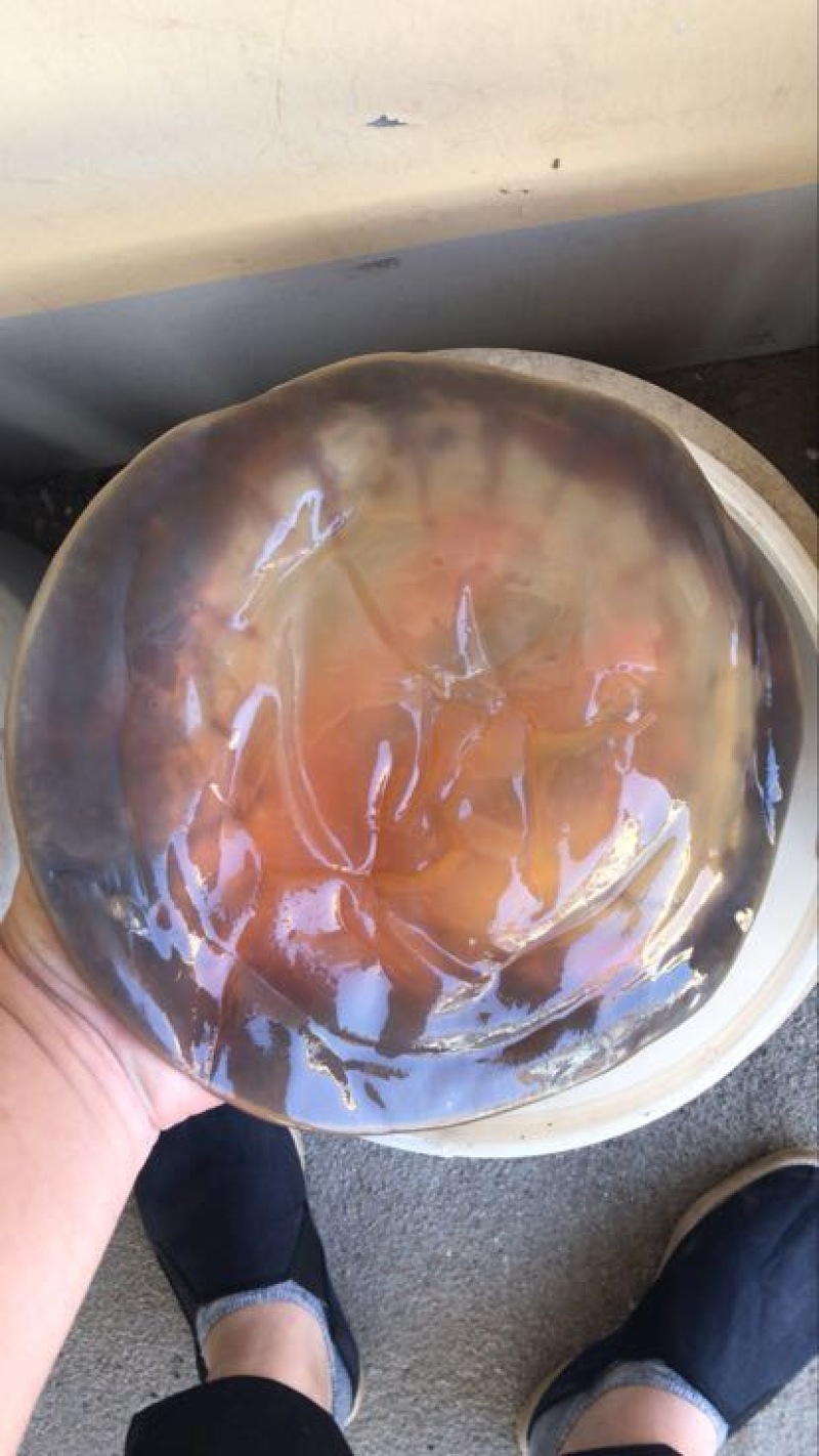 海蜇食用鲜活