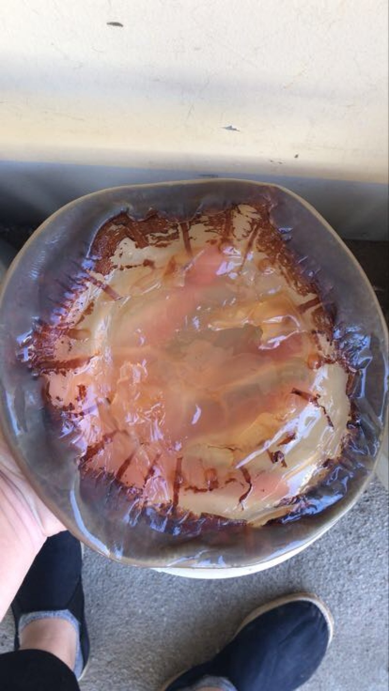 海蜇食用鲜活