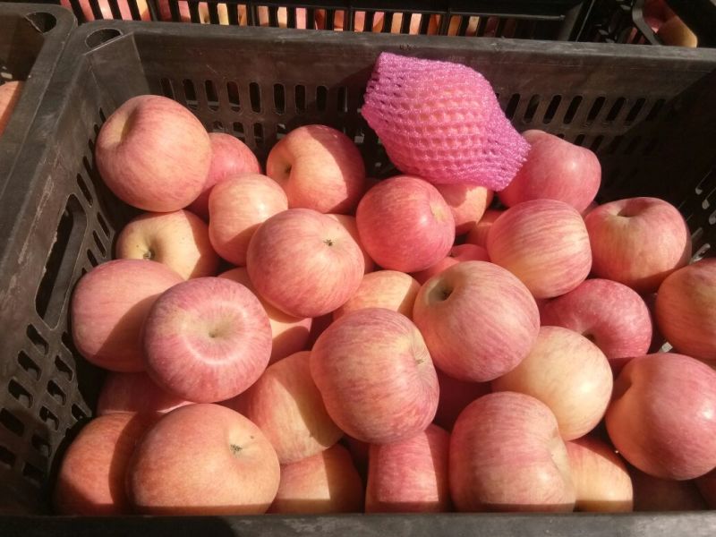 库存红富士苹果批发价格行情大量库存红富士苹果批发基地