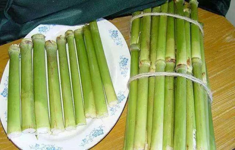 苏丹草种子