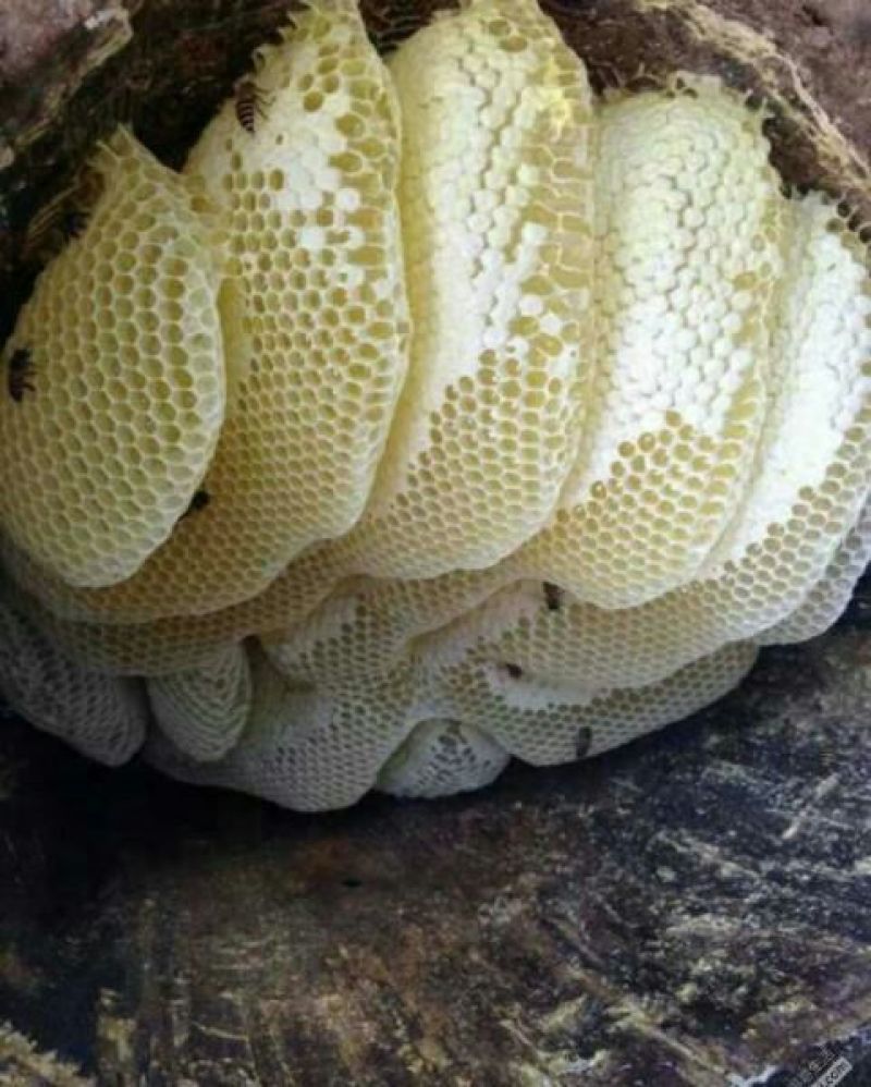 野生蜂蜜，天然无添加大山货，
