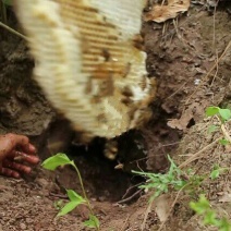 野生蜂蜜，天然无添加大山货，