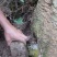 野生蜂蜜，天然无添加大山货，