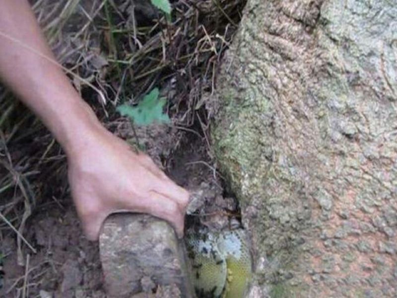 野生蜂蜜，天然无添加大山货，