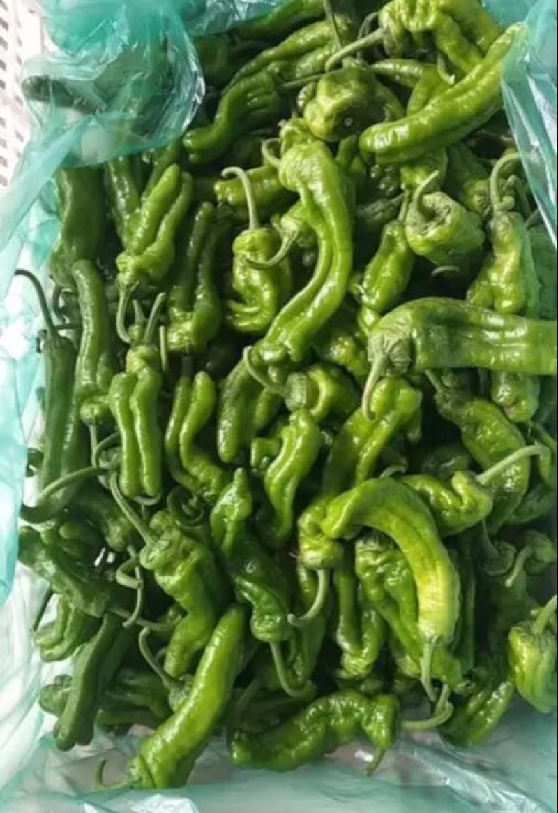 东台青椒辣椒精品青椒物美价廉大量供应
