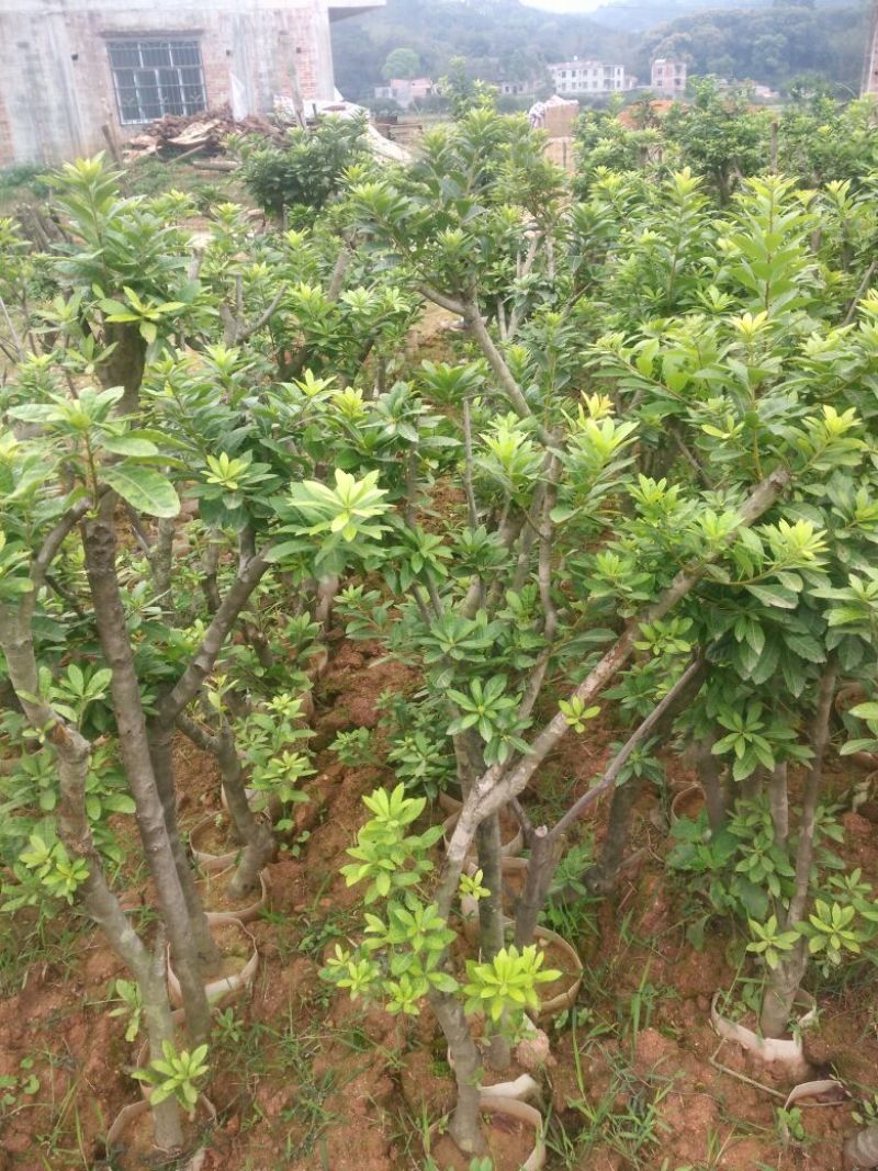 杨梅苗50~80cm