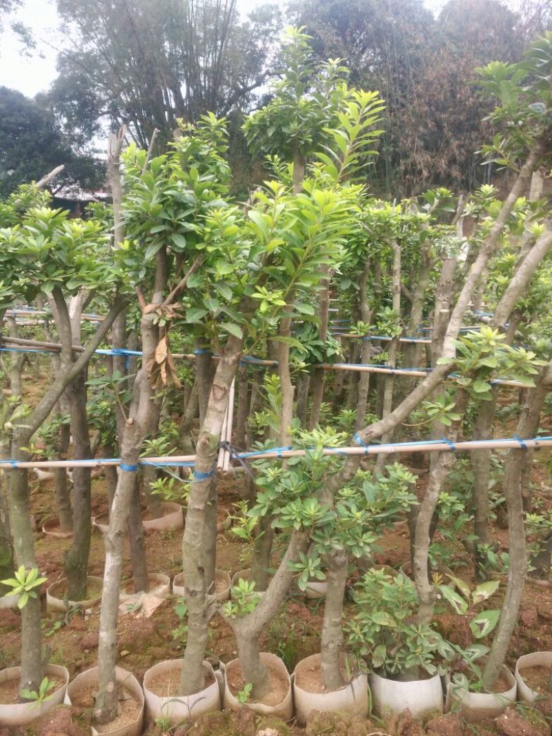 杨梅苗50~80cm