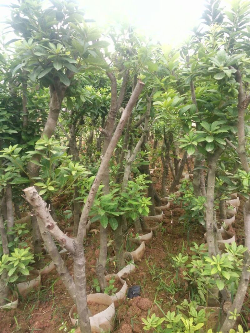 杨梅苗50~80cm