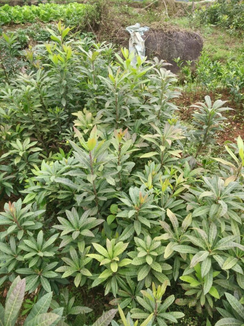 杨梅苗50~80cm