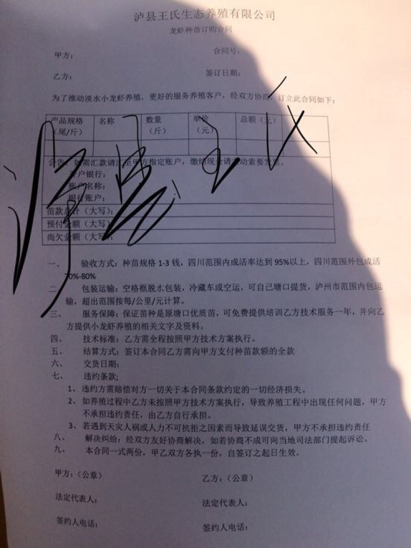 龙虾苗