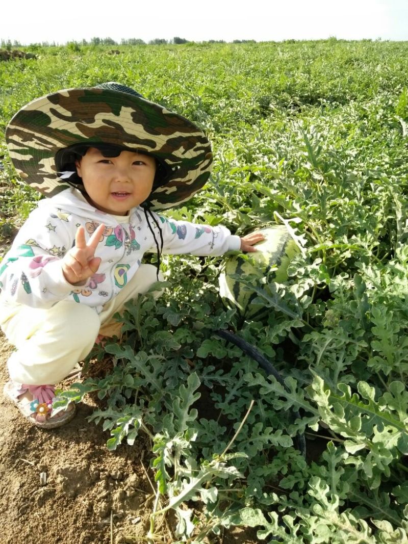 安农二号西瓜8斤打底8成熟1茬