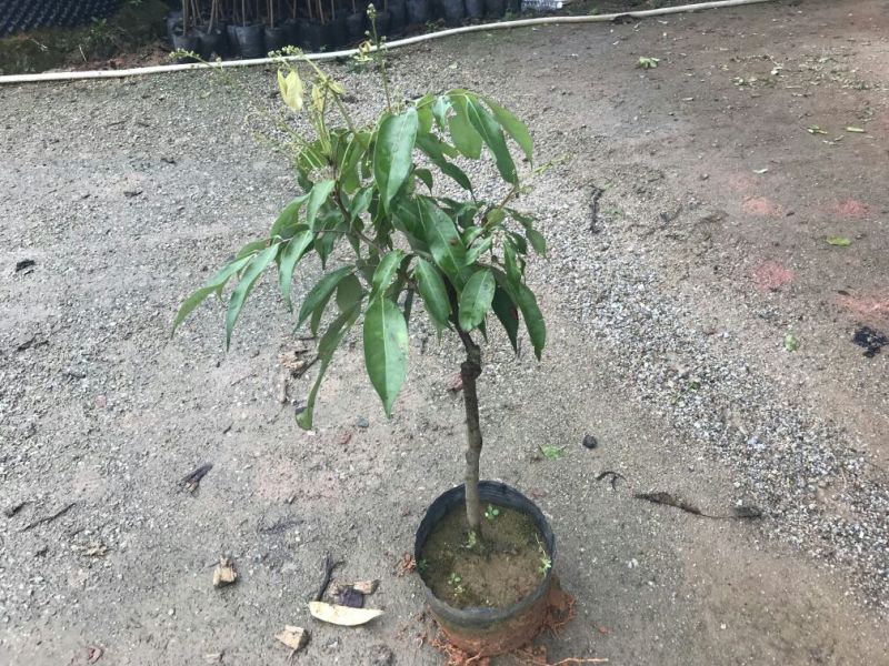 荔枝，妃子笑，桂味荔枝苗