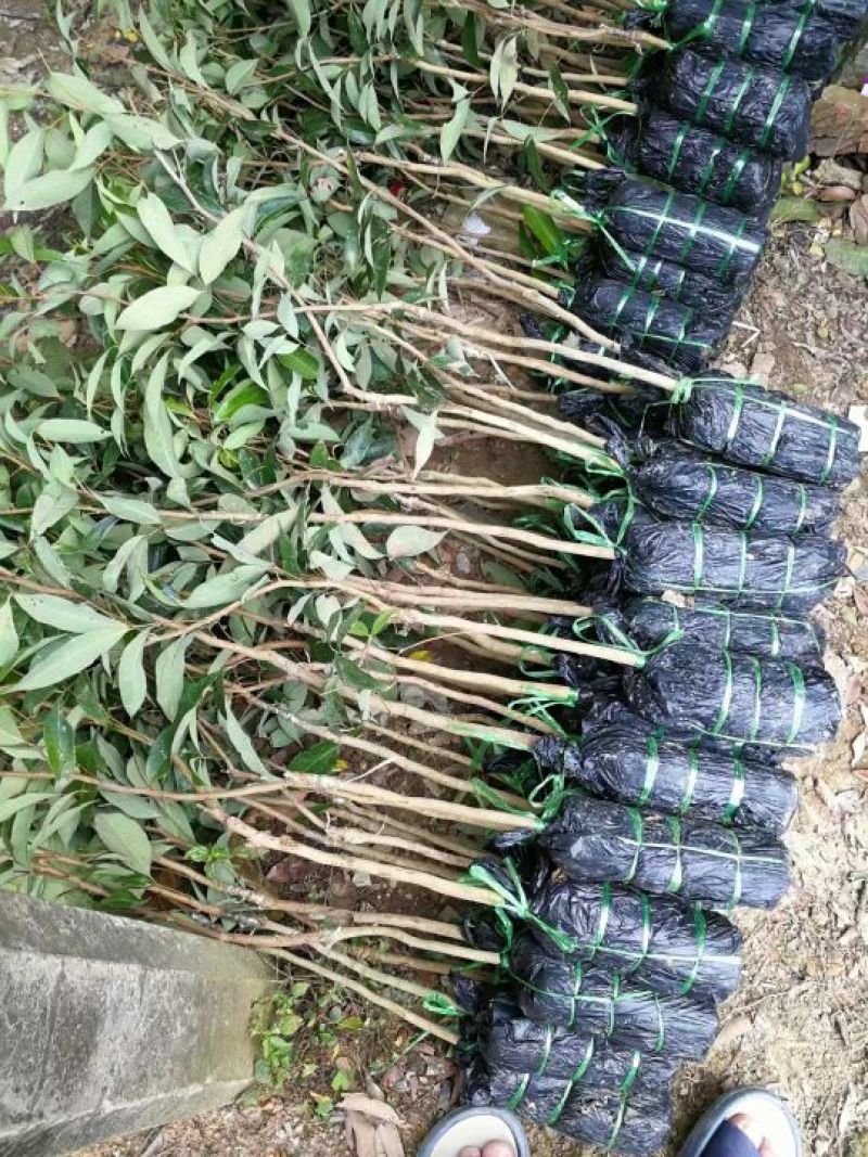 荔枝，妃子笑，桂味荔枝苗