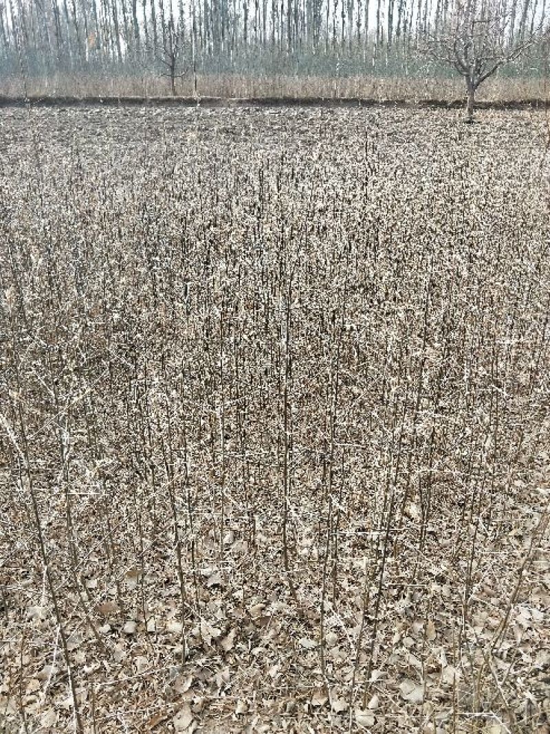 沙棘苗
