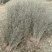 沙棘苗